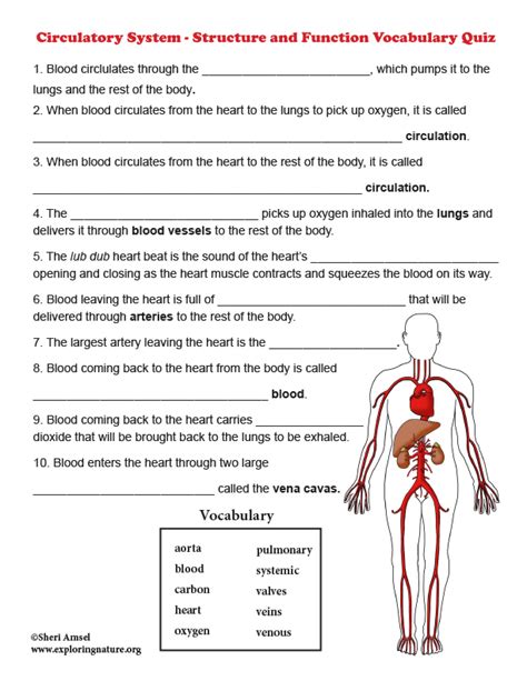 circulatory system matching worksheet answers